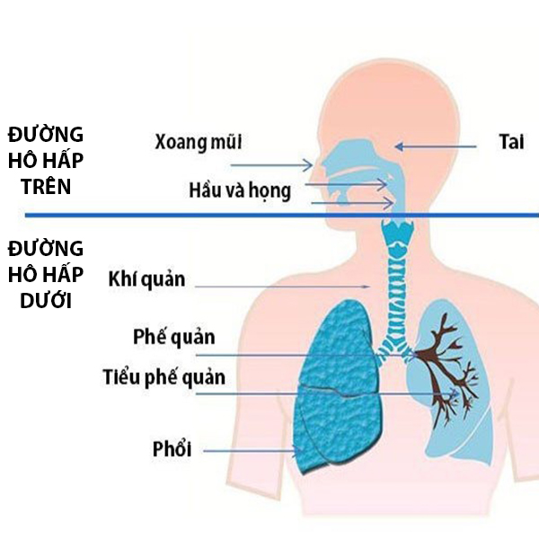 Phân biệt đường hô hấp trên và đường ho hấp dưới